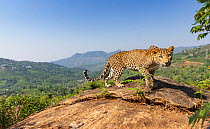 Indian leopard (Panthera pardus fusca) female on rock in tea plantation. Nilgiri Biosphere Reserve, India. 2019. Camera trap image.