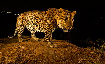 Indian leopard (Panthera pardus fusca) dominant male on rock. Lights from settlement visible in background. Nilgiri Biosphere Reserve, India. Camera trap image.
