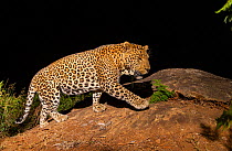 Indian leopard (Panthera pardus fusca) dominant male, walking on rock. Nilgiri Biosphere Reserve, India. Camera trap image.