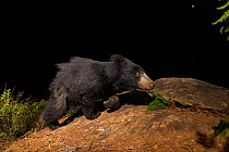 Sloth bear (Melursus ursinus) sub-adult walking on rock. Nilgiri Biosphere Reserve, India. Camera trap image.