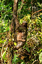 Brown-throated three-toed sloth (Bradypus variegatus) female and baby climbing tree in tropical rainforest. Corcovado National Park, Osa Peninsula, Costa Rica.
