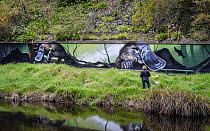 Tourist on Yarra River riverbank looking at Platypus (Ornithorhynchus anatinus) mural painted on wall by artist Jimmy Beattie, part of &#39;Communities for Platypus program&#39;. Warburton, Victoria,...