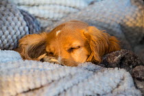 Golden cocker spaniel puppy aged 12 weeks sleeping in blankets. Wirral, England, UK.