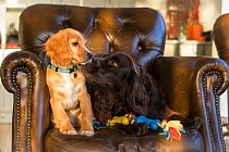 Golden cocker spaniel puppy and Chocolate sprocker spaniel playing in armchair with toy. Wirral, England, UK.