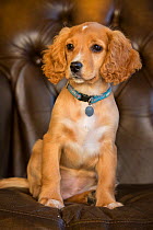 Golden cocker spaniel puppy aged 12 weeks, with collar and name tag, sitting in armchair, portrait. Wirral, England, UK.
