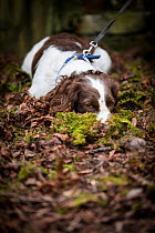 Young Springer Spaniel, lying down nose buried in leaf litter, on lead. Wiltshire, England, UK. March.