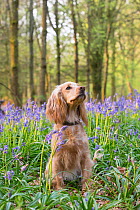 Golden working cocker spaniel sitting in Bluebell (Hyacinthoides non-scripta) wood. Wiltshire, England, UK. April.