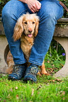 Golden working cocker spaniel sitting between owner&#39;s legs. Wiltshire, England, UK.
