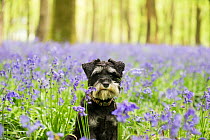 Miniature Schnauzer sitting in Bluebell (Hyacinthoides non-scripta) wood. Bedwyn Common, Savernake Forest SSSI, Wiltshire, England, UK. May.