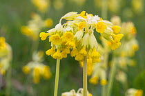 Cowslips Primula veris Pewsey Downs National Nature Reserve Wiltshire, UK