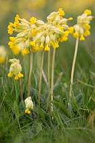 Cowslip (Primula veris) flowers. Pewsey Downs National Nature Reserve, Wiltshire, England, UK. May.