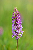 Fragrant orchid (Gymnadenia conopsea) flower spike. Pewsey Downs National Nature Reserve, Wiltshire, England, UK. June.