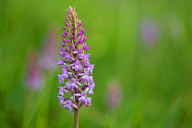 Fragrant orchid (Gymnadenia conopsea). Pewsey Downs National Nature Reserve, Wiltshire, England, UK. June.
