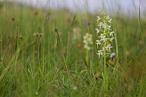 Greater butterfly orchid (Platanthera chlorantha) in species rich chalk grassland. Martin Down National Nature Reserve, Hampshire, England, UK. June.