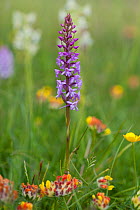 Fragrant orchid (Gymnadenia conopsea) in species rich chalk grassland. Martin Down National Nature Reserve, Hampshire, England, UK. June.