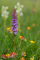 Fragrant orchid (Gymnadenia conopsea) in species rich chalk grassland. Martin Down National Nature Reserve, Hampshire, England, UK. June.