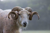 Wilsthire horn sheep with body bare of self shedding fleece, portrait. Surrey, England, UK.