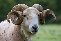 Wilsthire horn sheep with body bare of self shedding fleece, portrait. Surrey, England, UK.