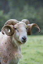 Wilsthire horn sheep with self shedding fleece, portrait. Surrey, England, UK.