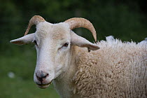 Wilsthire horn sheep with self shedding fleece, portrait. Surrey, England, UK.
