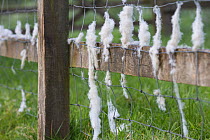 Fleece from Wilsthire horn rare breed sheep on fence, breed is self shedding. Surrey, England, UK.