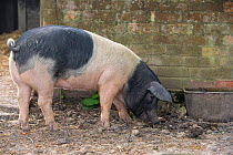 Berkshire pig gilt foraging in pig sty. Surrey, England, UK.