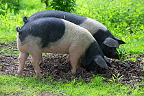Berkshire pig, two gilts foraging in soil. Surrey, England, UK.