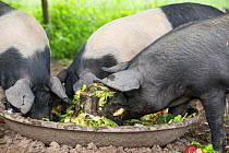 Berkshire pig, three gilts feeding at trough. Surrey, England, UK.