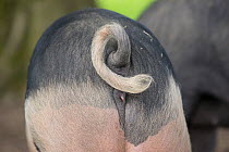 Berkshire pig, close up of curly tail, rear view. Surrey, England, UK.