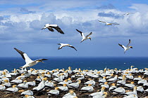 Breeding colony of Australasian gannets (Morus serrator) at Cape Kidnappers, Hawke&#39;s Bay, North Island, New Zealand.