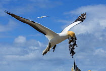 Australasian gannet (Morus serrator) male returning to the breeding colony with seaweed for nest-building. Cape Kidnappers, Hawke&#39;s Bay, North Island, New Zealand