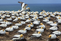 Australasian gannet (Morus serrator) male returning to the breeding colony at Cape Kidnappers, Hawke&#39;s Bay, North Island, New Zealand with seaweed for nest-building.