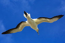 Australasian gannet (Morus serrator) flying over the breeding colony at Cape Kidnappers, Hawke&#39;s Bay, North Island, New Zealand.