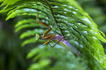 Praying mantis (Sphodromantis sp.), Sabangau (peat-swamp) Forest, Central Kalimantan, Indonesia.