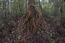 Tabaras akar tenggi tree (Mesua sp.), Sabangau (peat-swamp) Forest, Kalimantan, Indonesia. The roots are chopped up and dried to use as firewood, and Its trunk is cut and used to cultivate mushrooms.