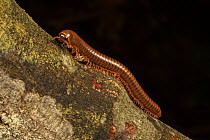 Red Millipede (Trachelomegalus modestior), Sabangau (peat-swamp) Forest, Central Kalimantan, Indonesia.