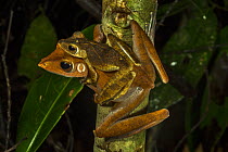 Mating pair of Collett&#39;s tree frog (Polypedates colletti), Sabangau Forest (peat-swamp), Central Kalimantan, Indonesia.