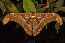 Atlas moth (Attacus atlas) in the (Sabangau (peat-swamp) Forest, Central Kalimantan, Indonesia.