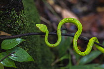 Bornean keeled pit viper (Tropidolaemus subannulatus) juvenile in the Sabangau (peat-swamp) Forest, Central Kalimantan, Indonesia.