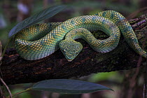 Bornean keeled pit viper (Tropidolaemus subannulatus) in the Sabangau (peat-swamp) Forest, Central Kalimantan, Indonesia.