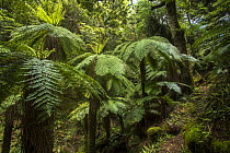 Tree ferns, Lake Waikaremoana, Te Urewera National Park, North Island, New Zealand.