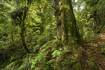Red beech forest / Rawhairaunui (Nothofagus fusca),Te Urewera National Park, North Island, New Zealand.