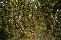 Silver beech / tawhai (Lophozonia / Nothofagus menziesii) cloud forest on the Manuoha Track, Te Urewera National Park, North Island, New Zealand.