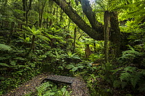 Tree ferns in Whirinaki Forest Park, North Island, New Zealand.