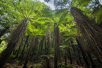 Tree ferns in Whirinaki Forest Park, North Island, New Zealand.