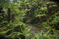 Tree ferns on the Mangamate Track in Whirinaki Forest Park, North Island, New Zealand.