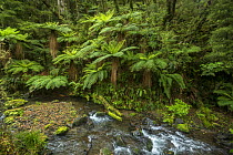 Tree ferns on the Mangamate Track in Whirinaki Forest Park, North Island, New Zealand.