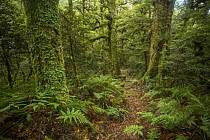 Red beech forest / Tawhairaunui (Nothofagus fusca),Te Urewera National Park, North Island, New Zealand.