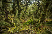 Silver beech / tawhai (Lophozonia menziesii) cloud forest on the Manuoha Track, Te Urewera National Park, North Island, New Zealand.