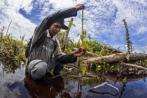 One of the local field staff of the Borneo Nature Foundation monitoring tree seedlings planted in the Sabangau (peat-swamp) Forest, Central Kalimantan, after the devastating Indonesian forest fires in...